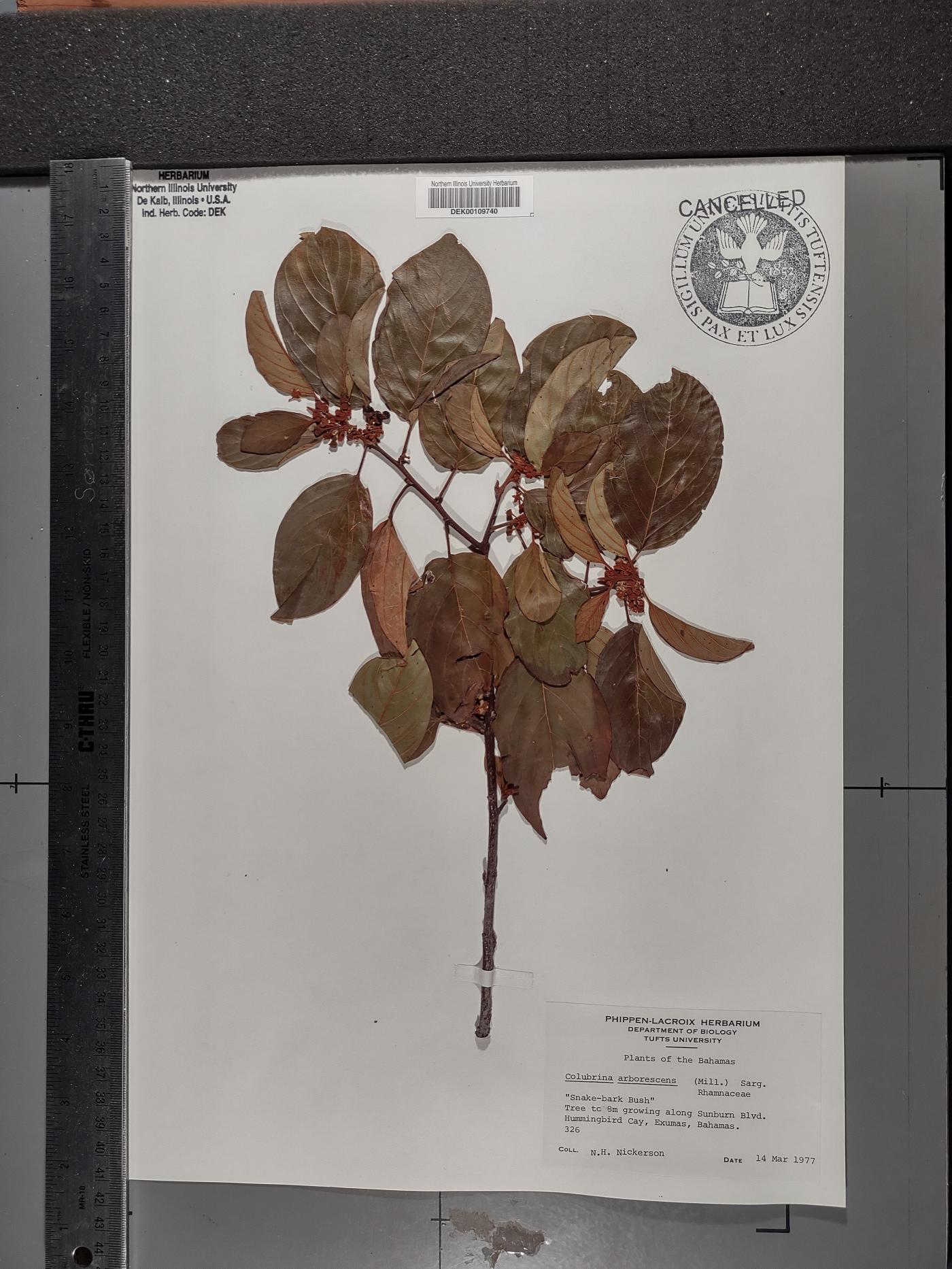 Colubrina arborescens image