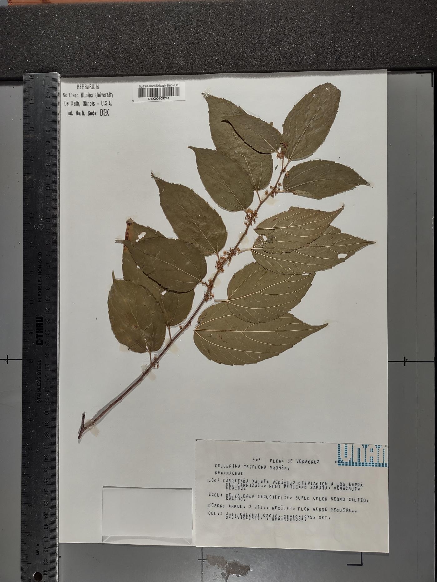 Colubrina triflora image