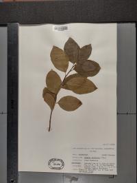 Rhamnus alnifolia image