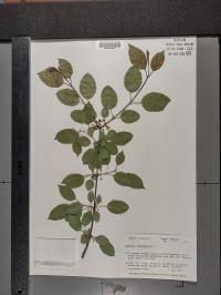 Rhamnus cathartica image