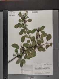 Rhamnus cathartica image