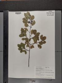 Frangula alnus image