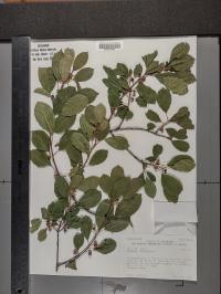 Frangula alnus image