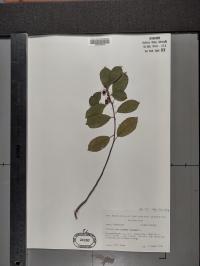 Frangula alnus image