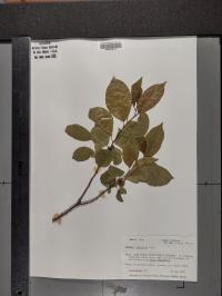 Rhamnus alnifolia image