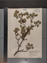 Rhamnus cathartica image