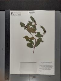 Frangula californica image