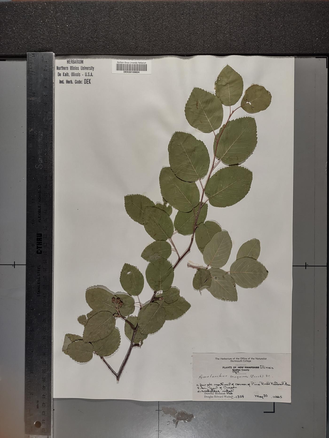 Amelanchier sanguinea image