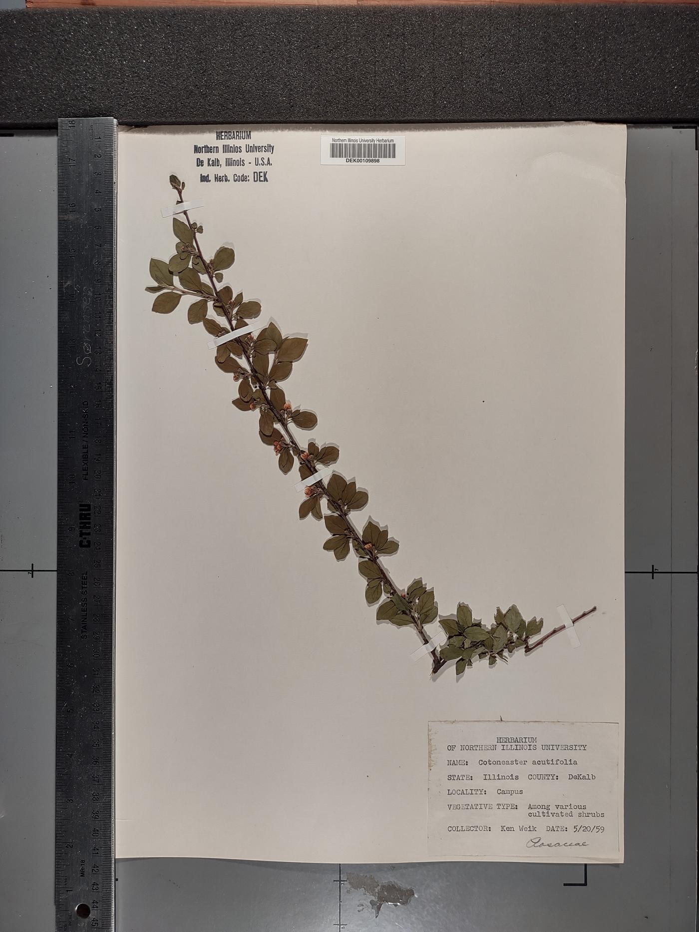 Cotoneaster acutifolius image