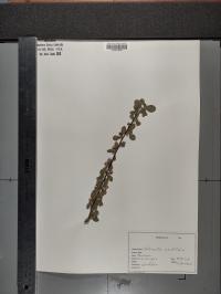 Cotoneaster acutifolius image