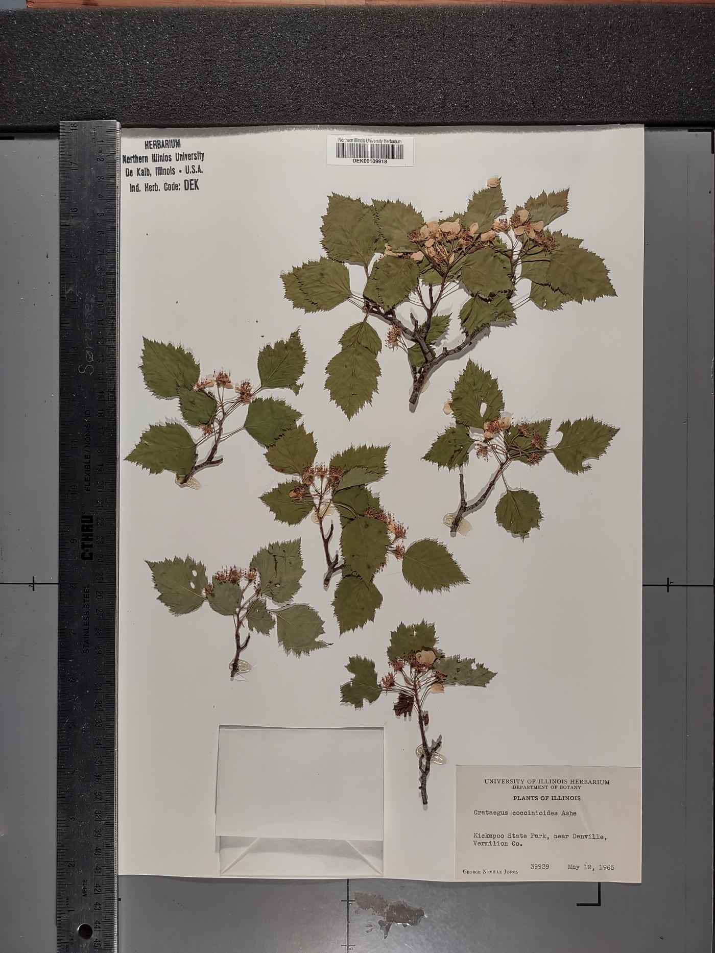 Crataegus coccinioides image
