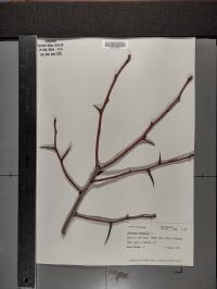 Crataegus crus-galli image