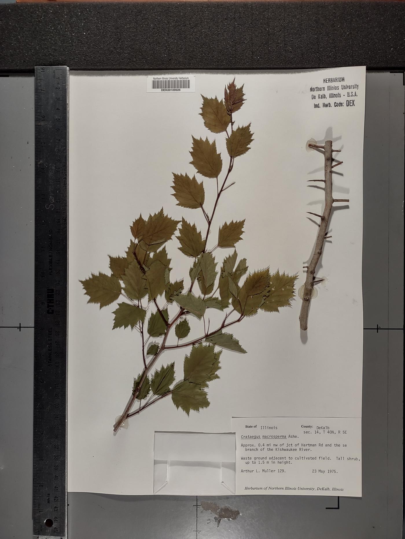 Crataegus macrosperma image