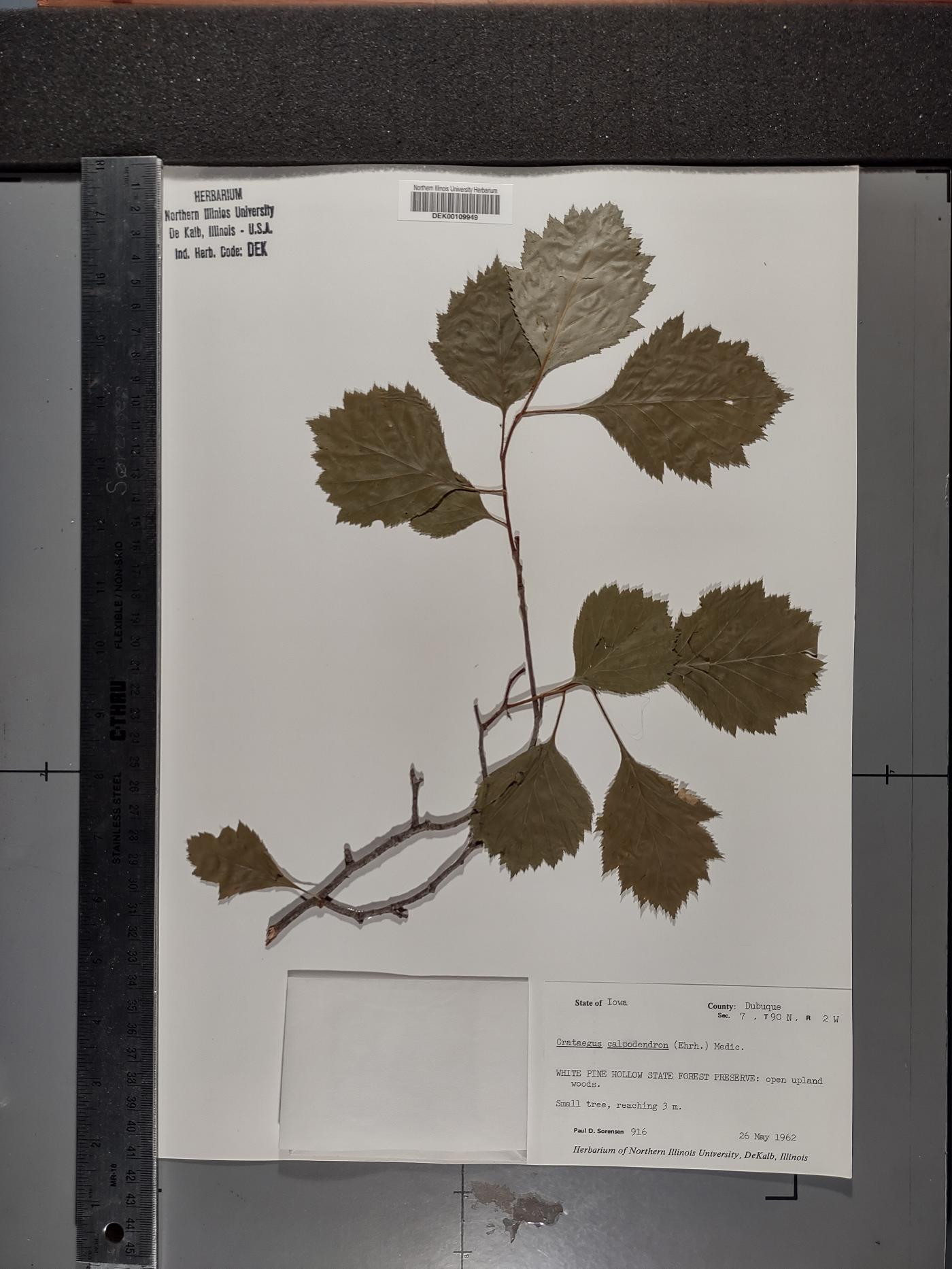 Crataegus calpodendron image