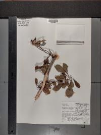Crataegus punctata image