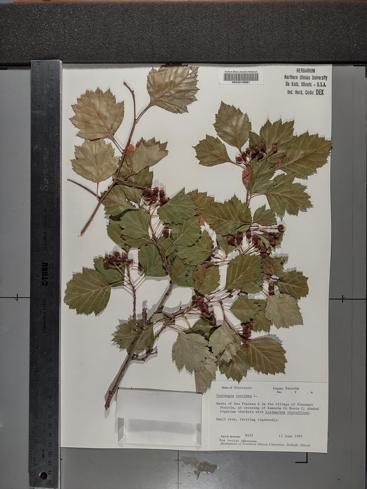 Crataegus coccinea image