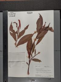 Persicaria amphibia image
