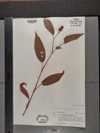 Persicaria amphibia image
