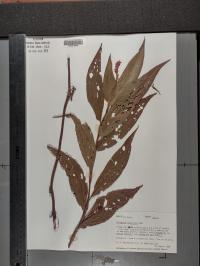 Persicaria amphibia image