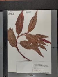 Persicaria amphibia image