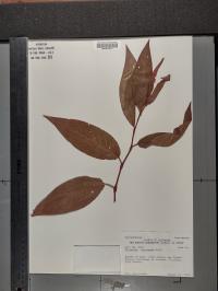 Persicaria amphibia image