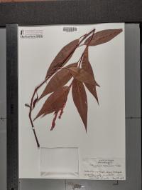 Persicaria amphibia image