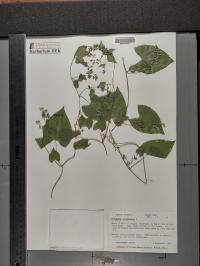 Fallopia convolvulus image