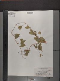 Fallopia convolvulus image