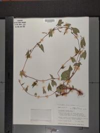 Fallopia convolvulus image