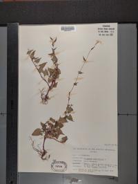 Fallopia convolvulus image