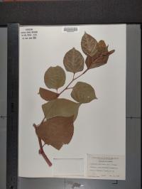 Reynoutria japonica image