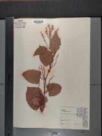 Reynoutria japonica image