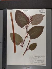 Reynoutria japonica image