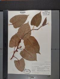 Reynoutria japonica image
