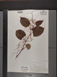 Reynoutria japonica image