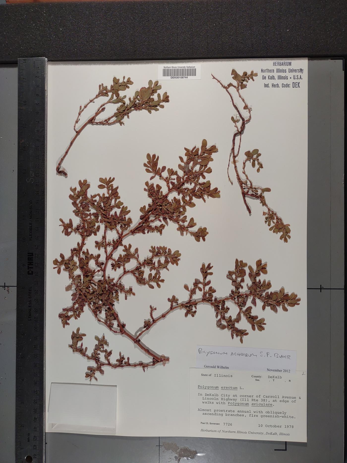 Polygonum achoreum image
