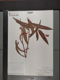 Persicaria amphibia image