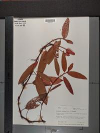Persicaria amphibia image