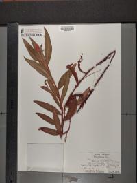 Persicaria amphibia image