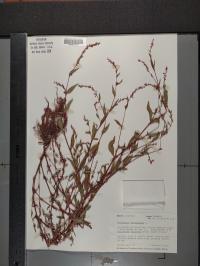 Persicaria hydropiper image