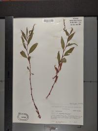 Persicaria hydropiper image