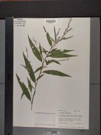 Persicaria hydropiper image