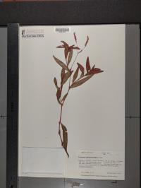 Persicaria hydropiperoides image
