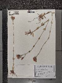 Centaurium erythraea image