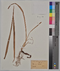 Acorus calamus image