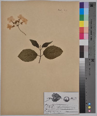 Viburnum dentatum var. dentatum image