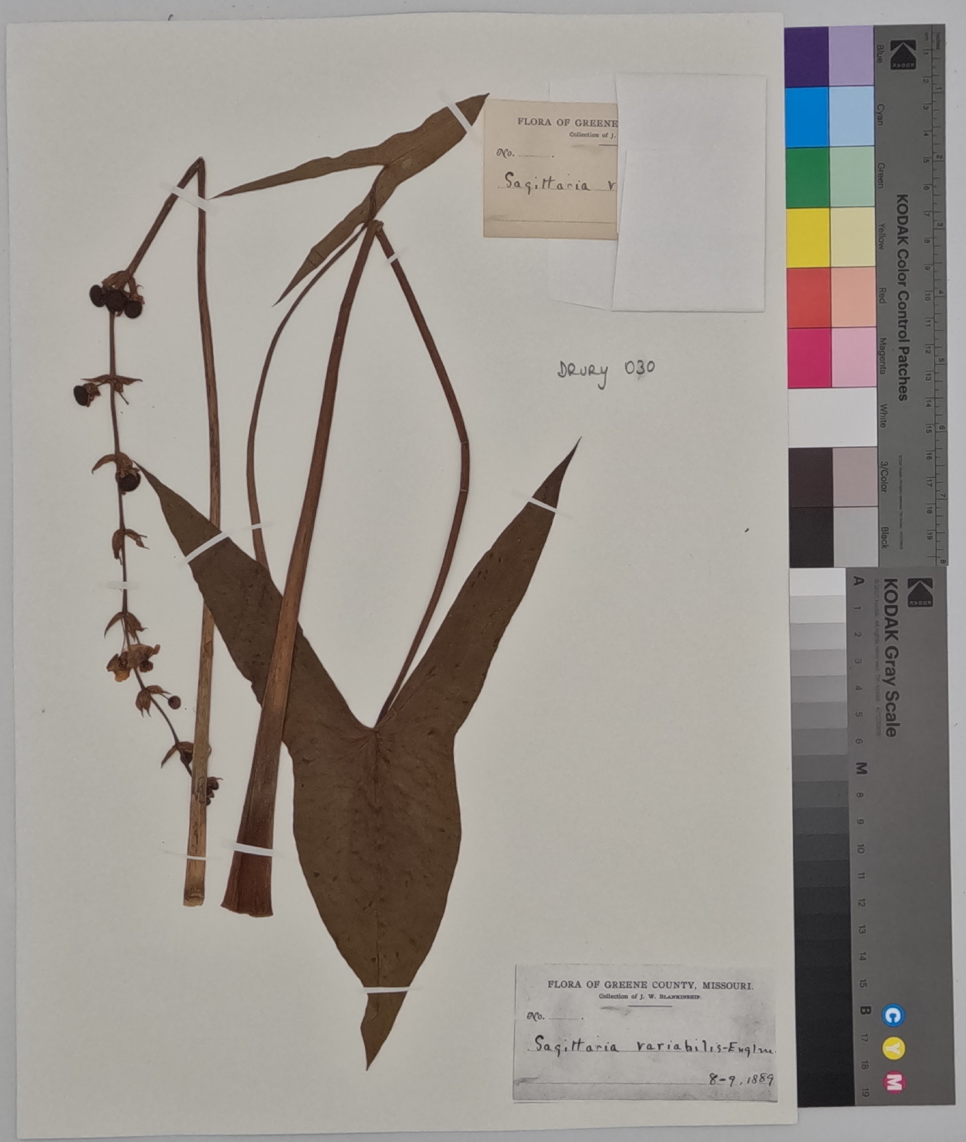 Sagittaria variabilis image