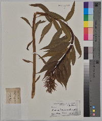 Amsonia tabernaemontana image