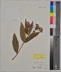 Asclepias syriaca image