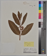 Asclepias purpurascens image